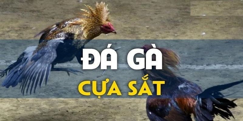 Đá Gà Cựa Sắt – Cá Cược Ngay Rinh Phần Thưởng Khủng Tai 68GAMEBAI