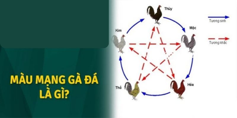 Bật Mí Cách Xem Màu Mạng Gà Đá Chuẩn Để Tăng Chiến Thắng