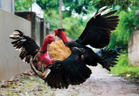 Giới thiệu đôi nét thông tin khái quát về gà chọi Việt Nam