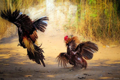 Địa điểm đá gà hay không nên bỏ lỡ