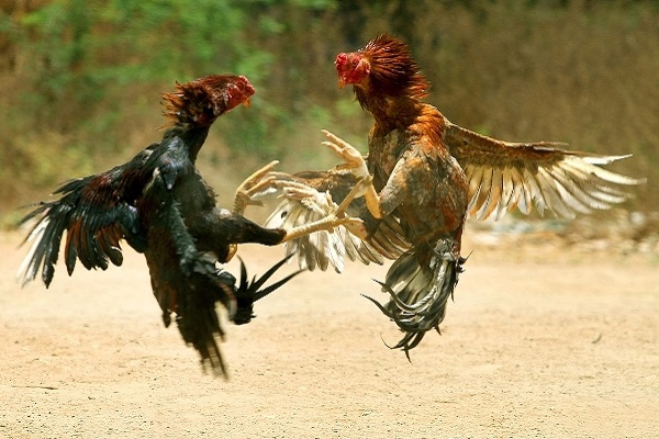 Kỹ thuật huấn luyện đúng