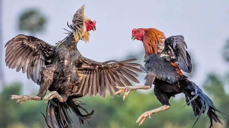 Lối gà chọi hay nhất là gì?