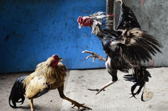 Lối gà chọi hay nhất nhà cái