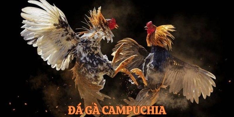 Xem đá gà trực tiếp Campuchia