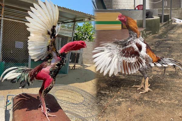 Bịp Roykin | Tiểu Sử Chiến Kê Ma Mị Nổi Tiếng Nhất Đất Bắc