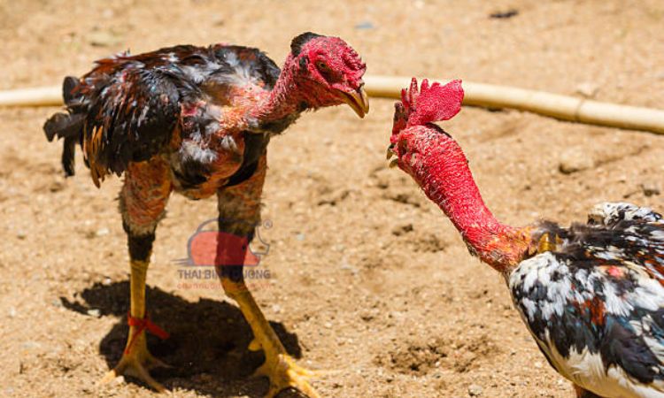Trận thi đấu giữa Bịp Roykin và Mơ Ê Tô