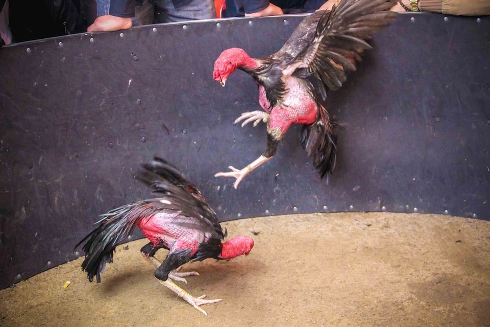 Tên tuổi Bịp Roykin qua những trận thi đấu