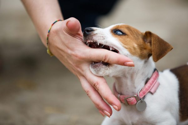 Bà bầu nằm mơ bị chó cắn