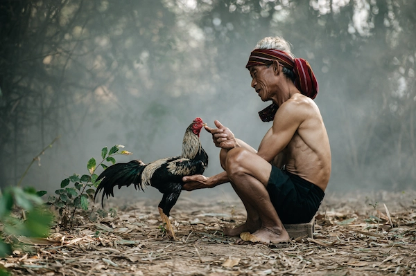 Tìm Hiểu Về Gà Chọi Bị Khò Khè Và Cách Chữa Trị Hiệu Quả