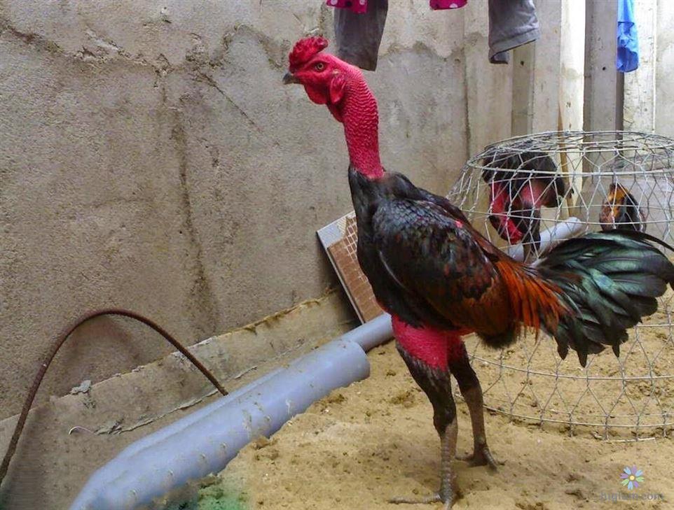 Cách nuôi gà chọi 2 tháng tuổi nhanh chóng lớn và khỏe mạnh