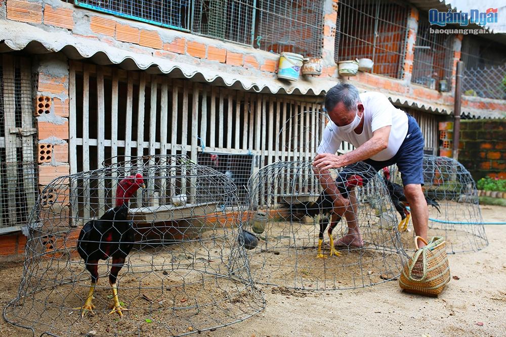 Chuồng trại cho gà chọi 2 tháng tuổi