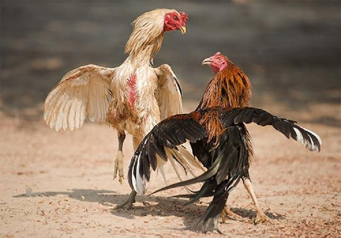 Đặc điểm và cách chọn mua của gà chọi 2 tháng tuổi