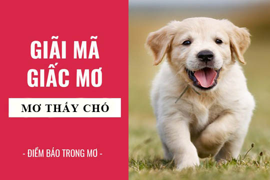 Giấc mơ thấy chó tương ứng với những con số may mắn nào