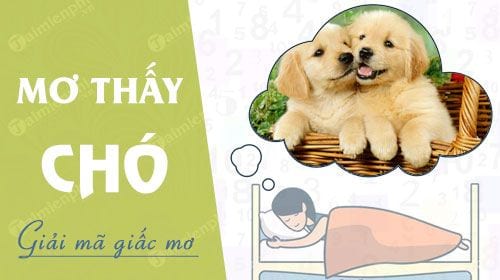 Giải Mã 10 Thông Điệp Ẩn Sau Mỗi Giấc Mơ Thấy Chó