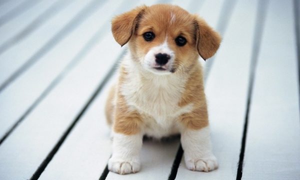 Giải mã thông điệp ẩn sau mỗi giấc mơ thấy chó