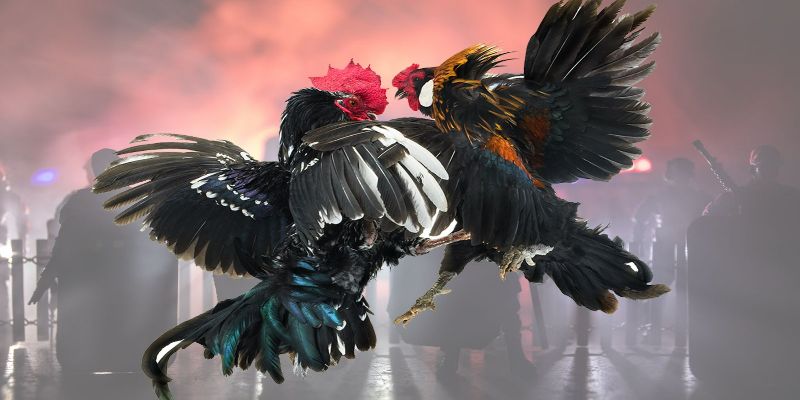 Lợi ích khi chơi đá gà cựa dao tại 68gamebai