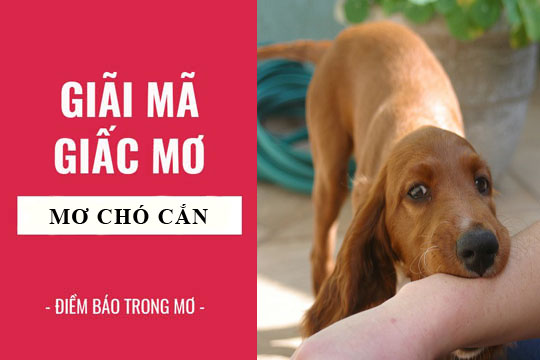 Nằm Mơ Bị chó Cắn Mang Đến Điềm Báo Hung Hay Cát