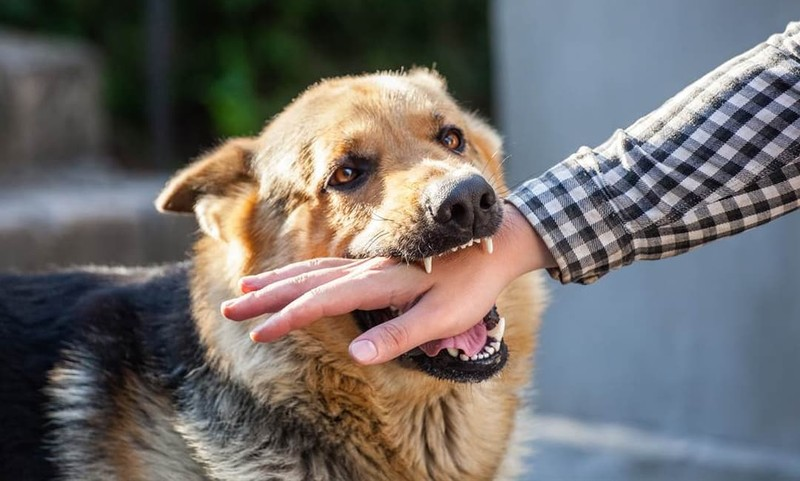 Nằm mơ bị chó cắn chảy máu